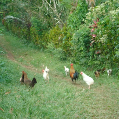 Chicken Path